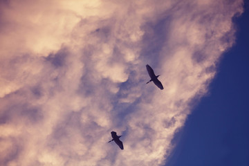 Birds