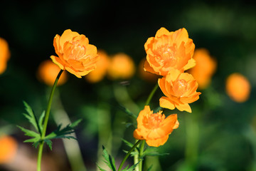 Spring flowers in garden