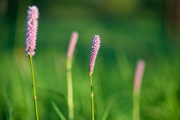 Spring flowers in garden