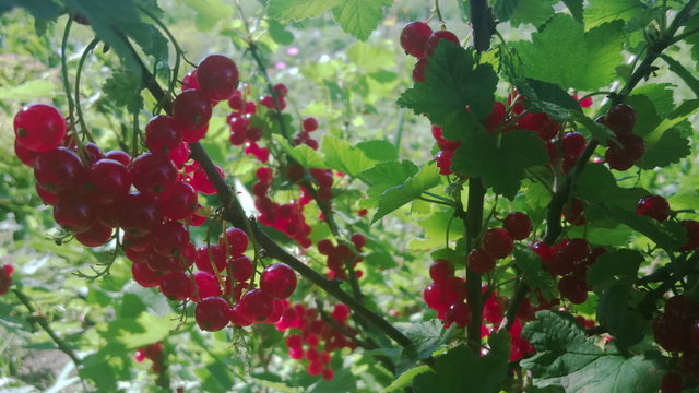 Red currant berries in the garden, closeup view
