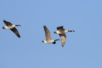 Canada Goose, Branta canadensis