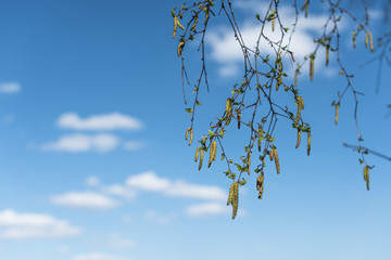 Birch buds in spring 