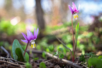 Spring flowers in garden