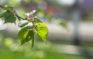 green leaves in spring 