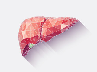 Liver faceted