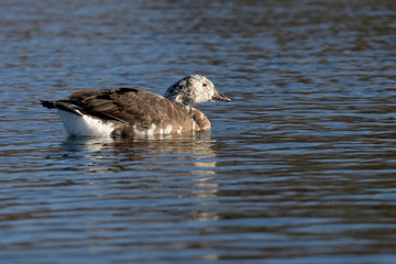 Canada Goose, Branta canadensis