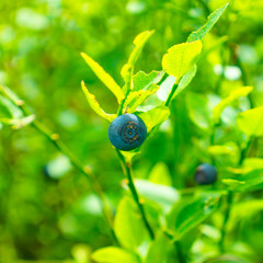 Wild blueberry in forest
