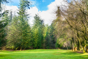 Green lawn with trees in the park