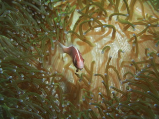 Nemo - Anemone Fish - on the Anemone. What are you lookin at?
