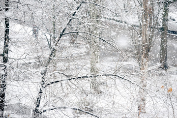 Snowfall in winter park