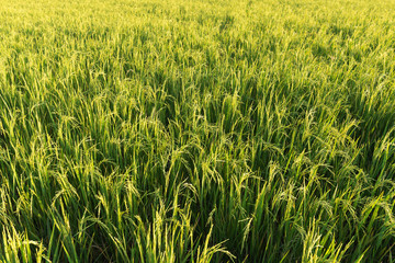 rice plant in rice field