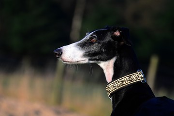 Galgo
