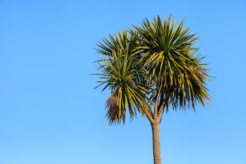 Palm Tree.  A palm tree pictured in Garlieston on the Dumfries and Galloway coastline in Southern Scotland.
