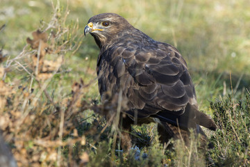 Common Buzzard ( Buteo buteo) , feeding on the ground
