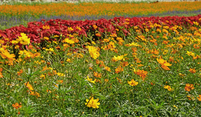 wedelia trilobata flower