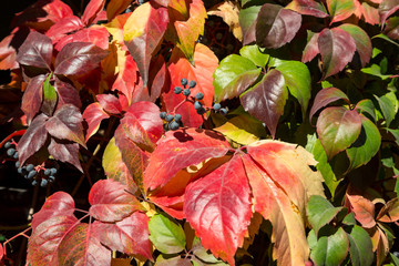 Autumnal Leaves Hedge Image with bright luminous autumn colors