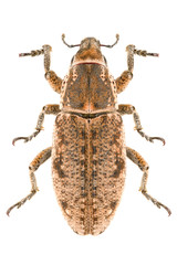True weevil Maximus strabus isolated on white background, dorsal view.