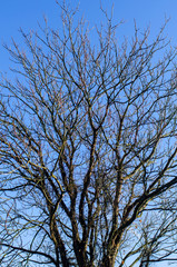bare tree branches reaching up into the clear blue sky on a sunny winter day