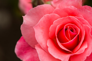 beautiful rose macro