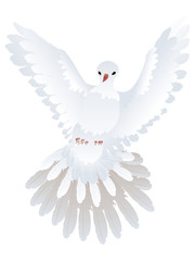 White Pigeon Illustration