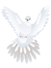 Fototapeta premium White Pigeon Illustration
