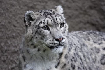 Foto op Canvas Snow leopard on gray background © andamanec