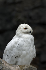 A male of snow owl on dark blur background