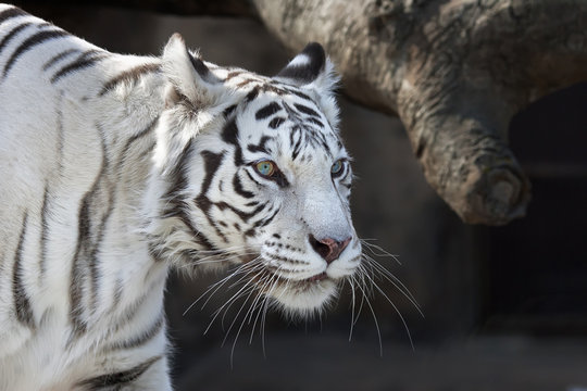 Stare of walking white bengal tigress Kali
