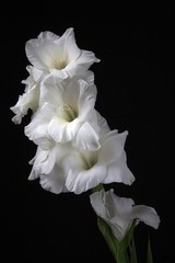 weiße Gladiole