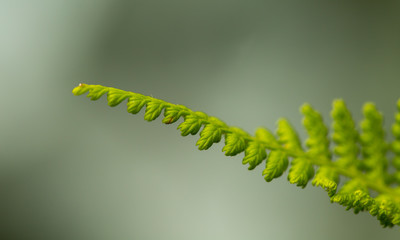macro shot of young fern leaf