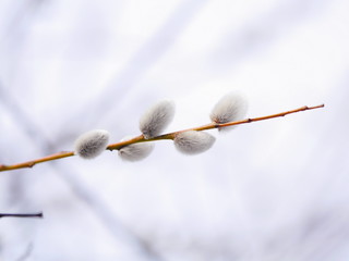 Pussy Willow Catkins