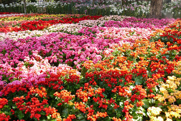 blooming flower at the flowerbed