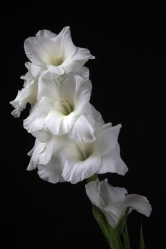 wei&szlig;e Gladiole