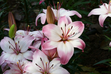 blooming lily flower in  the garden