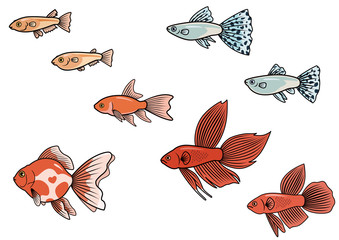aquarium fish / 観賞魚(金魚 和金  琉金、ヒメダカ、グッピー・ブルーグラス、トラディショナルベタ)