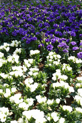 Naklejka premium blooming flower at the flowerbed