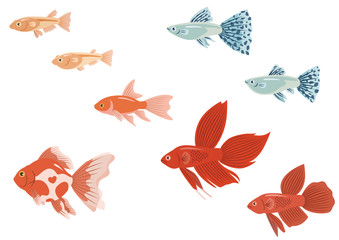 aquarium fish / 観賞魚(金魚 和金  琉金、ヒメダカ、グッピー・ブルーグラス、トラディショナルベタ) - obrazy, fototapety, plakaty