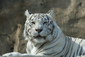Drowsy look of the white bengal tiger.