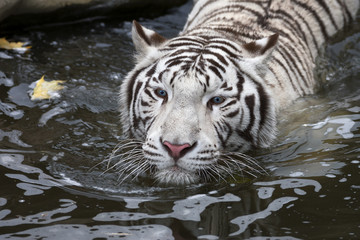 Fototapeta na wymiar A white bengal tiger in autumn stream
