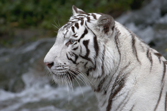 Fototapeta Side face portrait of a white bengal tiger