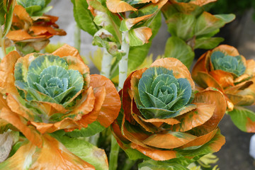 cabbage dyed with orange color