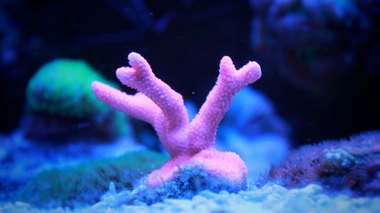 Branched Montipora Coral (Montipora digitata)