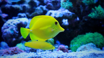 Fototapeta premium Yellow tang & Yellow Wrasse in reef aquarium