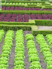 vegetarian ingredient