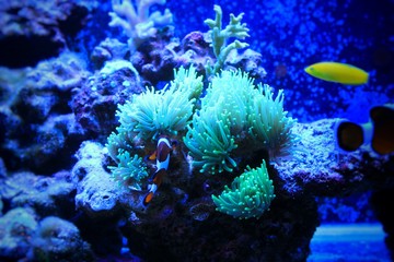 Ocellaris Clownfish (Amphiprion ocellaris )