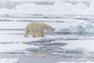 Polar Bear walking on Ice Floes.