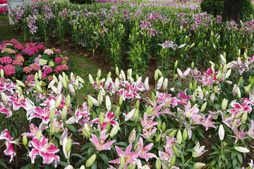 blooming lily flower at the flowerbed