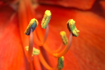 Amaryllis macro