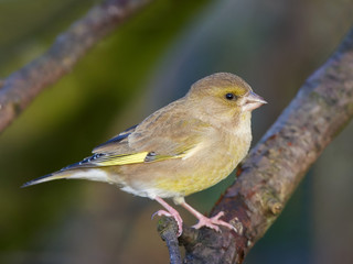European Greenfinch (Chloris chloris)