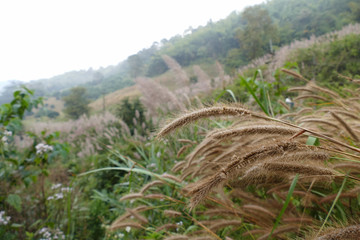 poaceae grass meadow on the hill